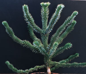 Araucaria araucana - Monkey puzzle Araucaria araucana - Monkey puzzle