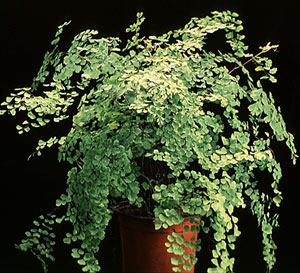 Adiantum raddianum - Maidenhair Fern Adiantum raddianum - Maidenhair Fern