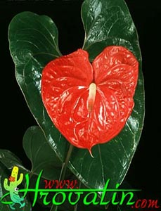 Anthurium andreanum - Flamingo Flower Anthurium andreanum - Flamingo Flower