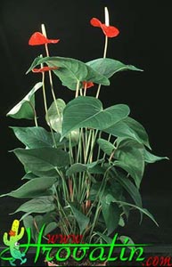 Anthurium andreanum Lenny - Snapdragon, Flamingo flower Anthurium andreanum Lenny - Snapdragon, Flamingo flower