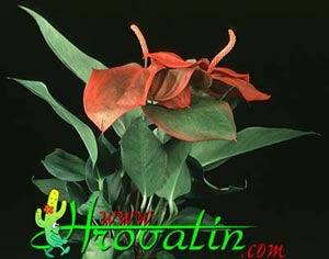 Anthurium scherzerianum - Flamingo Flower Anthurium scherzerianum - Flamingo Flower