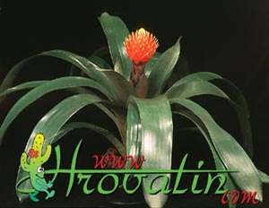 Guzmania conifera - Guzmania conifera -