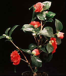 Camellia hybrid - Camellia Camellia hybrid - Camellia
