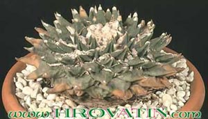 Ariocarpus elongatus - Living Rock Cactus, Seven Stars Cactus Ariocarpus elongatus - Living Rock Cactus, Seven Stars Cactus