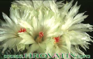 Notocactus apricus - Notocactus apricus -