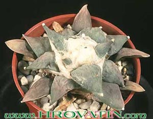 Ariocarpus retusus - Living stone, Seven stars, Peyote cimarron, Tsuwiri Ariocarpus retusus - Living stone, Seven stars, Peyote cimarron, Tsuwiri