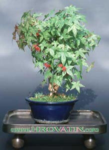 Acer rubrum - American red maple Acer rubrum - American red maple