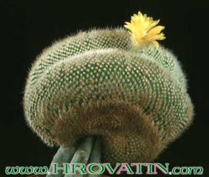 Parodia aureispina - Parodia aureispina Parodia aureispina - Parodia aureispina