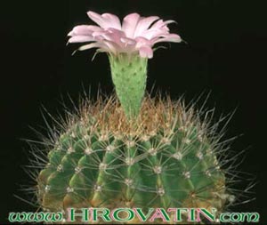 Acanthocalycium violaceum - Acanthocalycium violaceum -