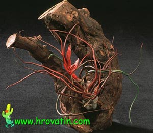 Tillandsia bulbosa - Tillandsia bulbosa Tillandsia bulbosa - Tillandsia bulbosa