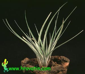 Tillandsia fasciculata - Tillandsia fasciculata Tillandsia fasciculata - Tillandsia fasciculata