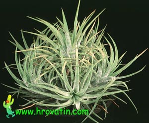 Tillandsia ionantha - Tillandsia ionantha Tillandsia ionantha - Tillandsia ionantha