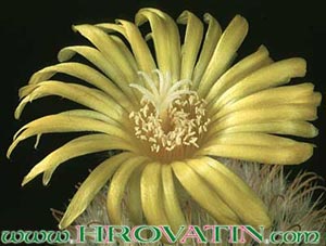 Parodia aureispina - Parodia aureispina Parodia aureispina - Parodia aureispina