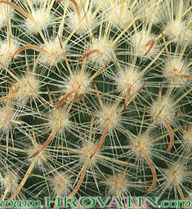 Parodia aureispina - Parodia aureispina Parodia aureispina - Parodia aureispina