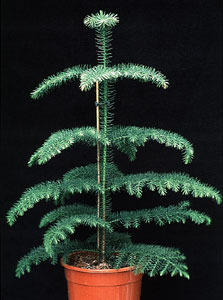 Araucaria heterophylla - Norfolk island pine Araucaria heterophylla - Norfolk island pine
