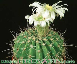 Acanthocalycium klimpelianum - Acanthocalycium klimpelianum -