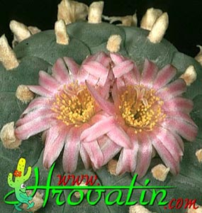 Lophophora williamsii v. pluricostata - Peyote Lophophora williamsii v. pluricostata - Peyote
