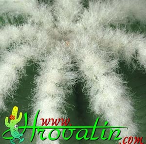 Aztekium hintonii - Aztekium hintonii -