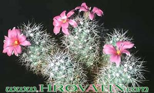 Bartschella schumannii - Bartschella schumannii -
