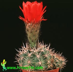 Acanthocalycium thionanthum v. variiflorum - Acanthocalycium thionanthum v. variiflorum -