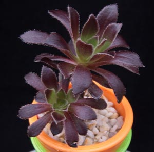 Aeonium arboreum atropurpureum - Black rose Aeonium arboreum atropurpureum - Black rose