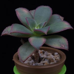 Aeonium urbicum - Aeonium urbicum -