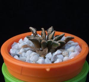 Ariocarpus kotschoubeyanus - Living rocks Ariocarpus kotschoubeyanus - Living rocks