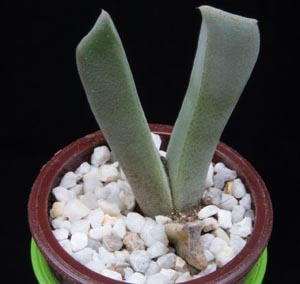Cheiridopsis cigarettifera - Cheiridopsis cigarettifera -