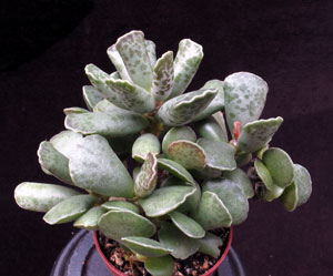 Adromischus cooperi - Adromischus cooperi -