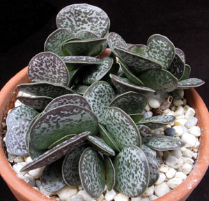 Adromischus trigynus - Adromischus trigynus -