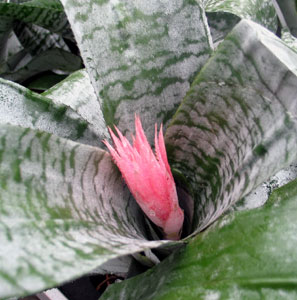 Aechmea fasciata - Silver vase Aechmea fasciata - Silver vase