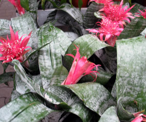 Aechmea fasciata - Silver vase Aechmea fasciata - Silver vase