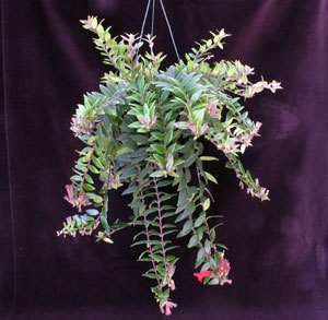 Aeschynanthus lobbianus - Lipstick plant Aeschynanthus lobbianus - Lipstick plant
