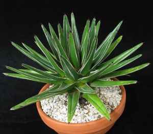 Agave victoriae reginae - Queen Victoria agave Agave victoriae reginae - Queen Victoria agave