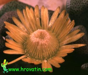 Aloinopsis schooneesii - Living Stone Aloinopsis schooneesii - Living Stone