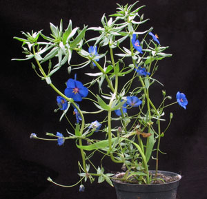 Anagallis monellii - Blue Pimpernel Anagallis monellii - Blue Pimpernel