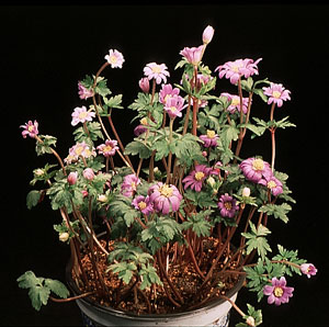 Anemone hybrid - windflower Anemone hybrid - windflower