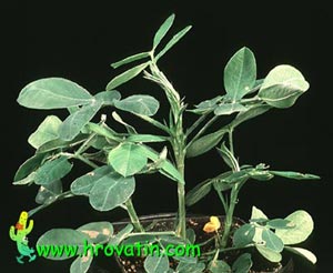 Arachis hypogea - Peanut Arachis hypogea - Peanut