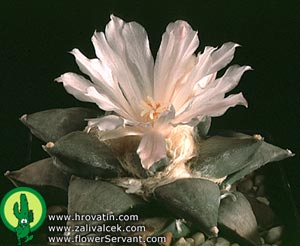 Ariocarpus furfuraceus - Living Rock cactus, Peyote Cimarron Ariocarpus furfuraceus - Living Rock cactus, Peyote Cimarron