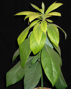 Avocado persea americana - Avocado Avocado persea americana - Avocado