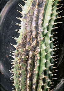 Hoodia gordonii - African Hats, Queen of the Namib Hoodia gordonii - African Hats, Queen of the Namib