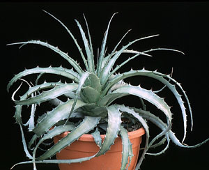 Dyckia rariflora - Dickia rariflora Dyckia rariflora - Dickia rariflora