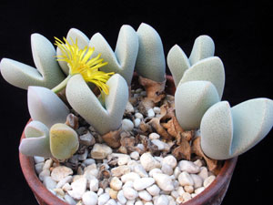Dinteranthus microspermus - Dinteranthus microspermus -