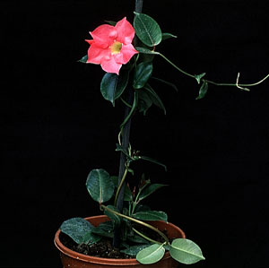 Dipladenia sanderii rosea - Red Riding Hood Dipladenia sanderii rosea - Red Riding Hood