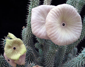 Hoodia gordonii - African Hats, Queen of the Namib Hoodia gordonii - African Hats, Queen of the Namib