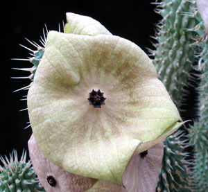 Hoodia gordonii - African Hats, Queen of the Namib Hoodia gordonii - African Hats, Queen of the Namib