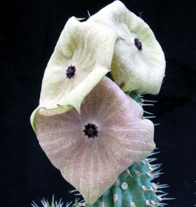 Hoodia gordonii - African Hats, Queen of the Namib Hoodia gordonii - African Hats, Queen of the Namib
