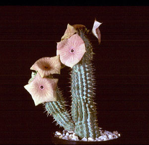 Hoodia gordonii - African Hats, Queen of the Namib Hoodia gordonii - African Hats, Queen of the Namib
