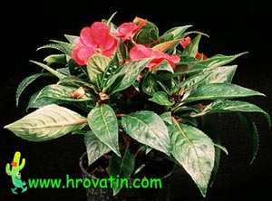 Impatiens Walleriana - Busy lizzi Impatiens Walleriana - Busy lizzi