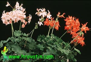 Pelargonium peltatum - Leafed geranum Pelargonium peltatum - Leafed geranum